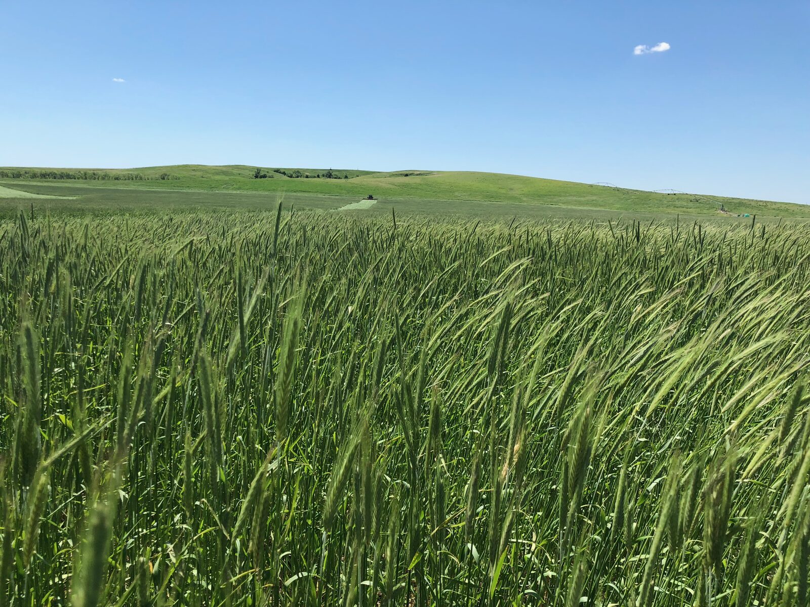 Standing cereal rye in a South Dakota field