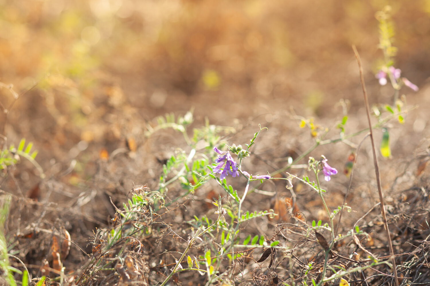Hairy vetch blooming in crop stubble