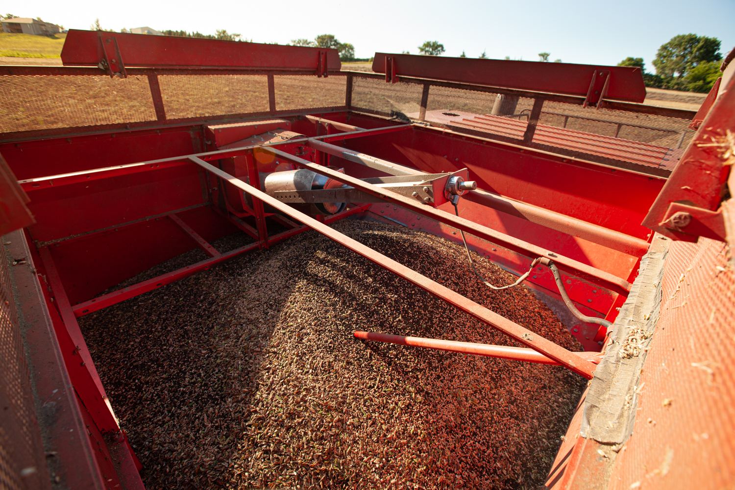 Harvested cover crop seed collected in farm equipment