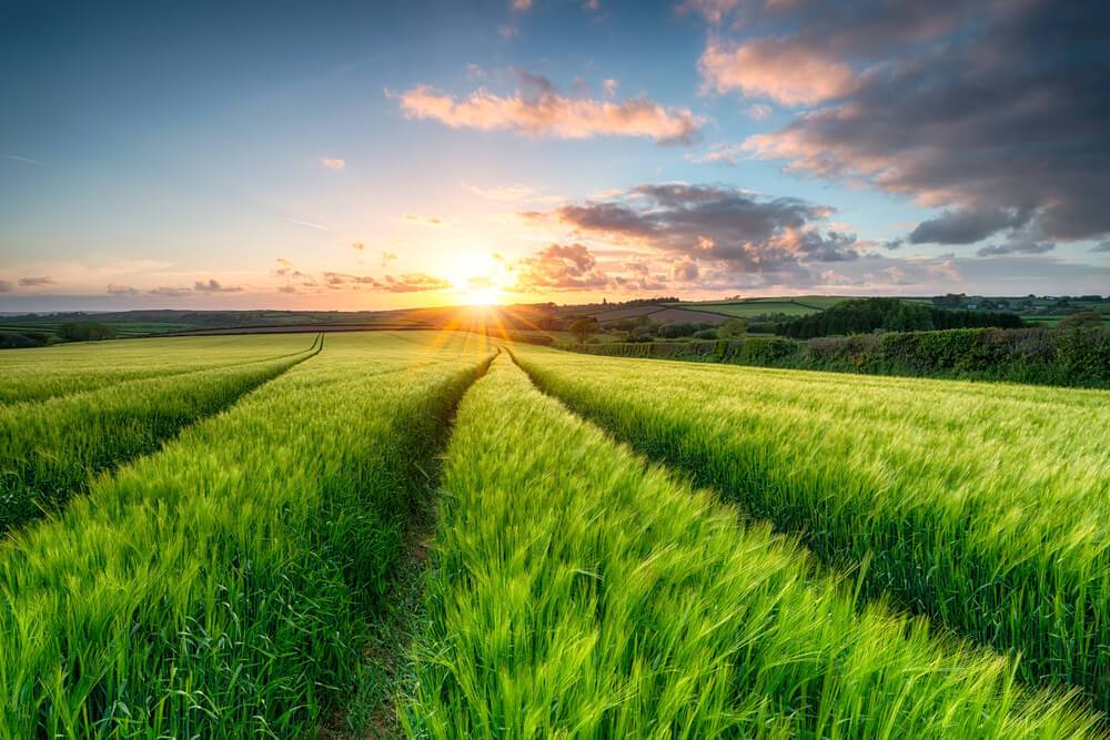 field with green crops and blue sky sunset
