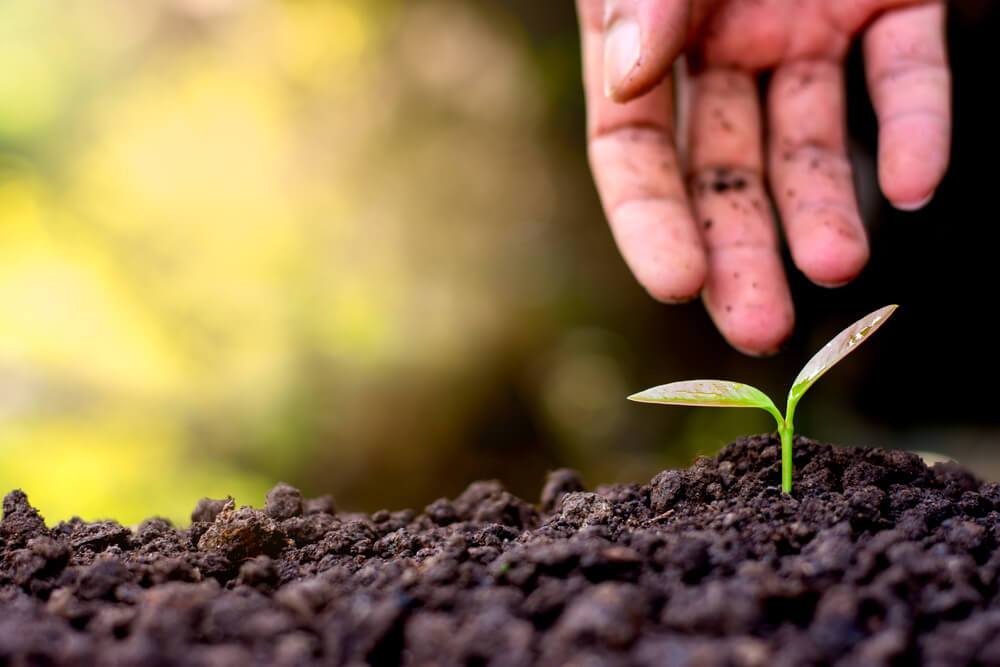 Dirt with plant sapling and hand