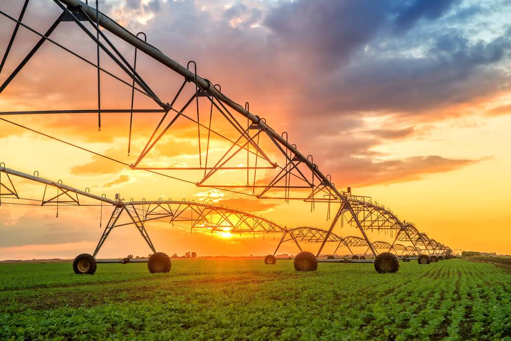 irrigation in field